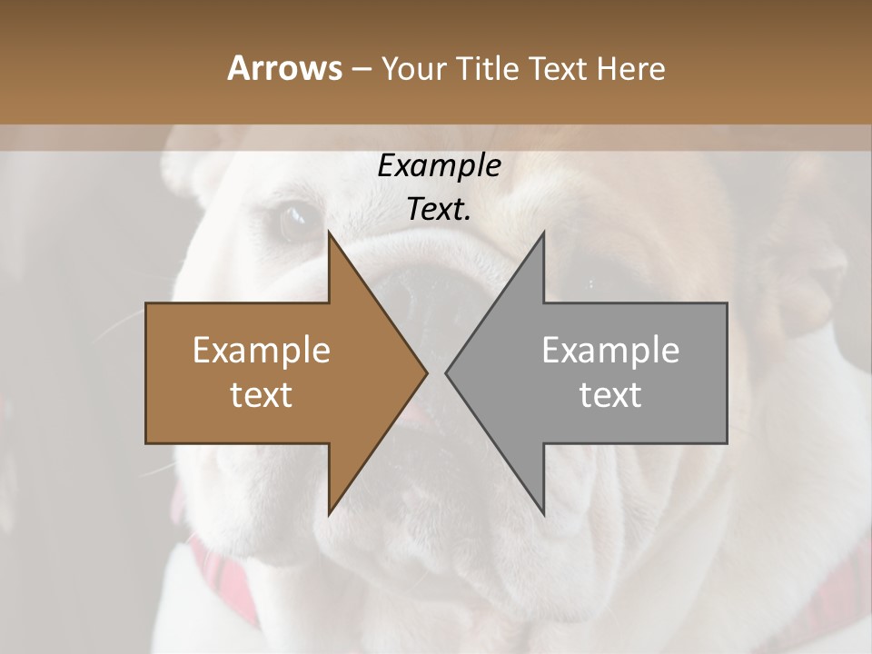 A Bulldog Is Sitting In A Stroller PowerPoint Template