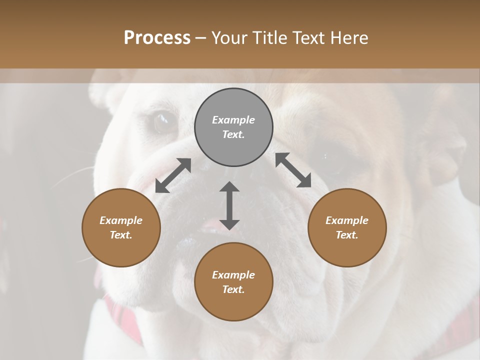 A Bulldog Is Sitting In A Stroller PowerPoint Template
