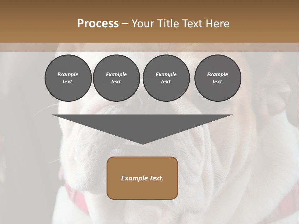 A Bulldog Is Sitting In A Stroller PowerPoint Template