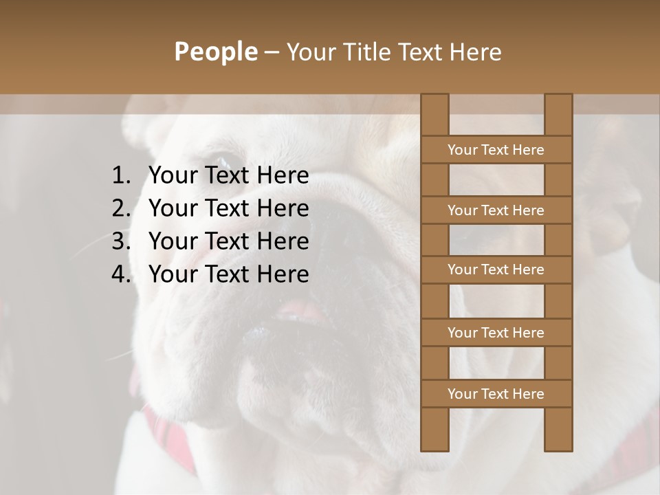 A Bulldog Is Sitting In A Stroller PowerPoint Template