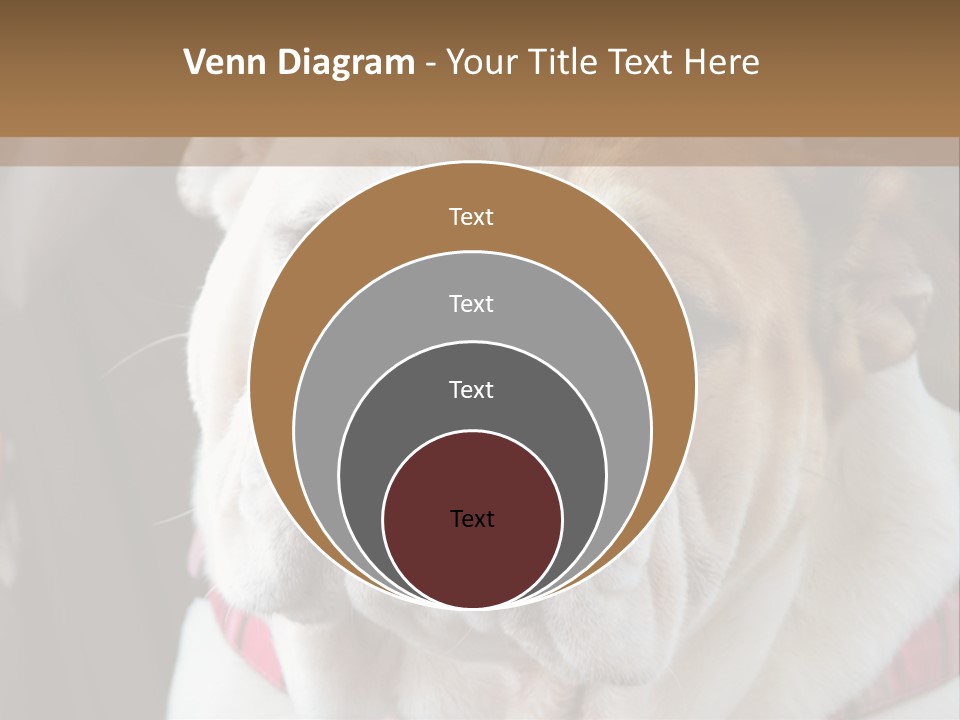 A Bulldog Is Sitting In A Stroller PowerPoint Template