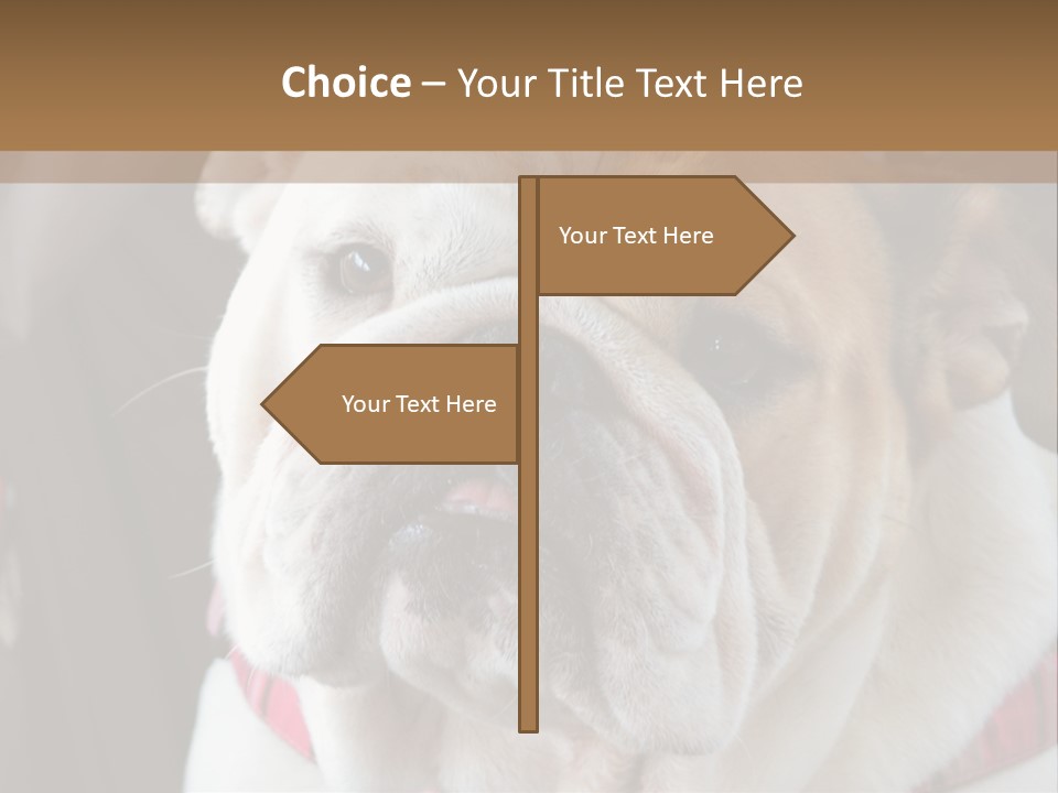 A Bulldog Is Sitting In A Stroller PowerPoint Template