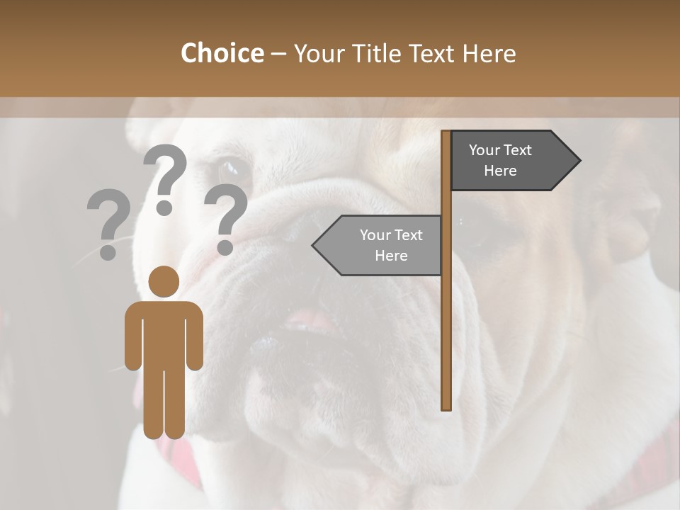A Bulldog Is Sitting In A Stroller PowerPoint Template