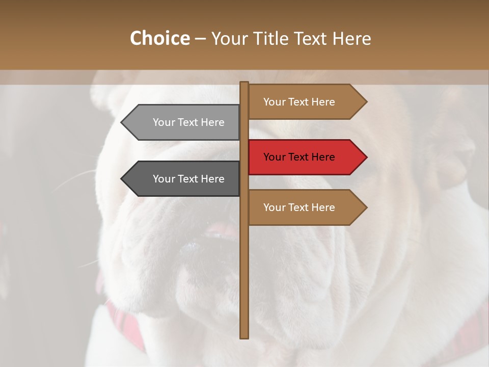 A Bulldog Is Sitting In A Stroller PowerPoint Template