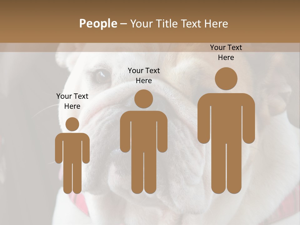 A Bulldog Is Sitting In A Stroller PowerPoint Template