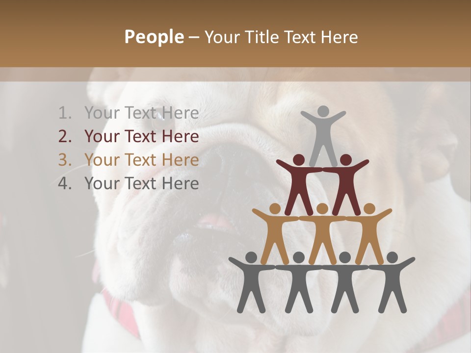 A Bulldog Is Sitting In A Stroller PowerPoint Template