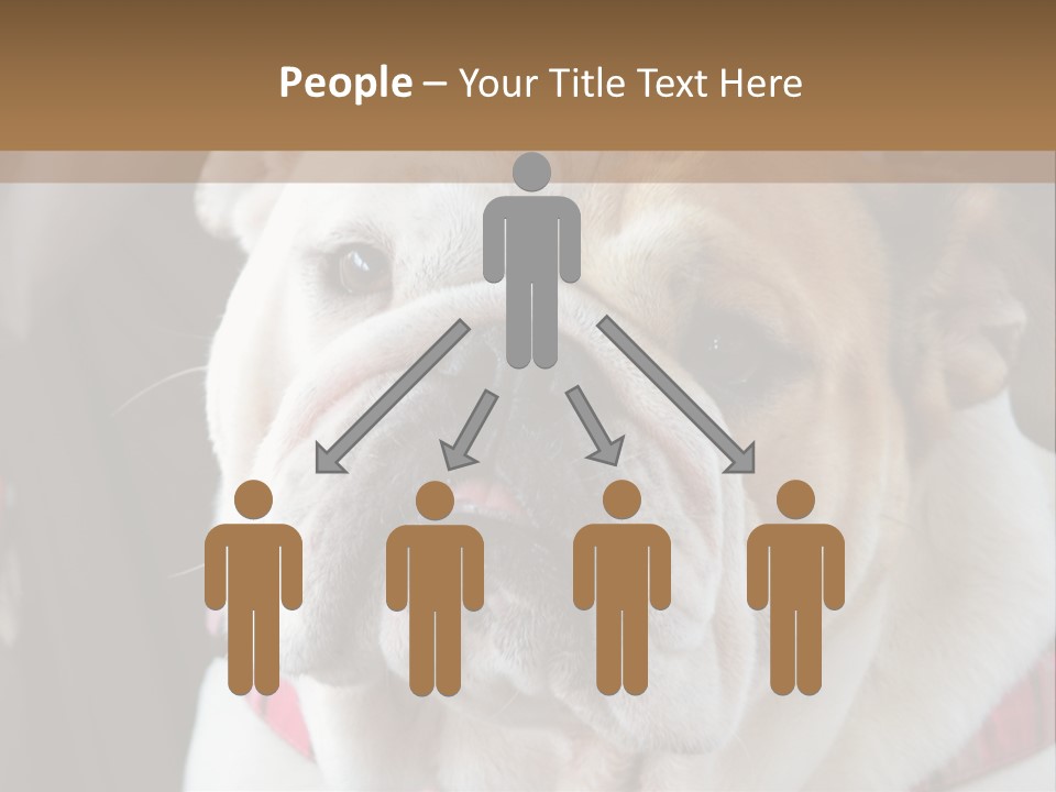 A Bulldog Is Sitting In A Stroller PowerPoint Template