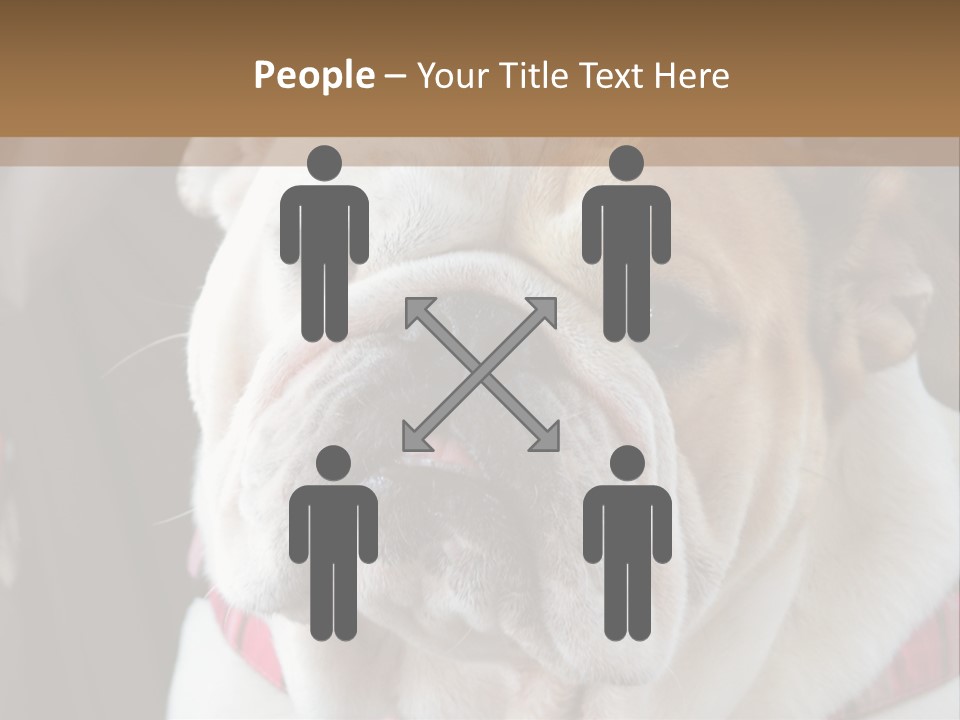 A Bulldog Is Sitting In A Stroller PowerPoint Template