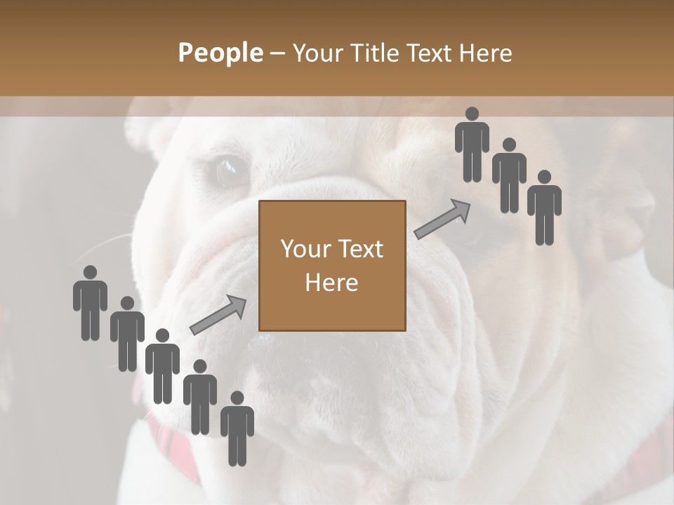 A Bulldog Is Sitting In A Stroller PowerPoint Template