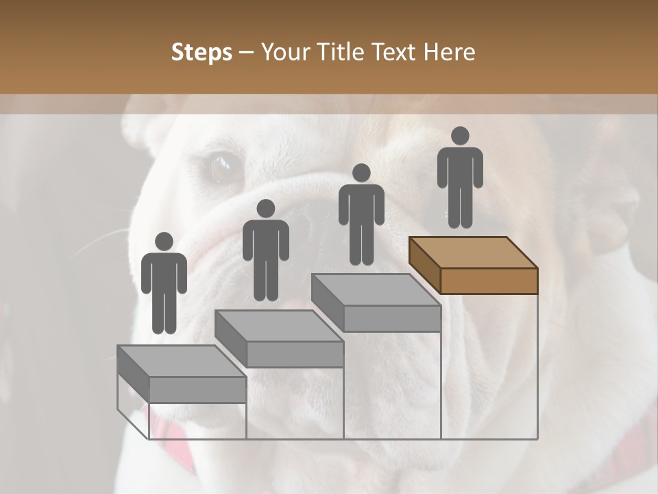 A Bulldog Is Sitting In A Stroller PowerPoint Template