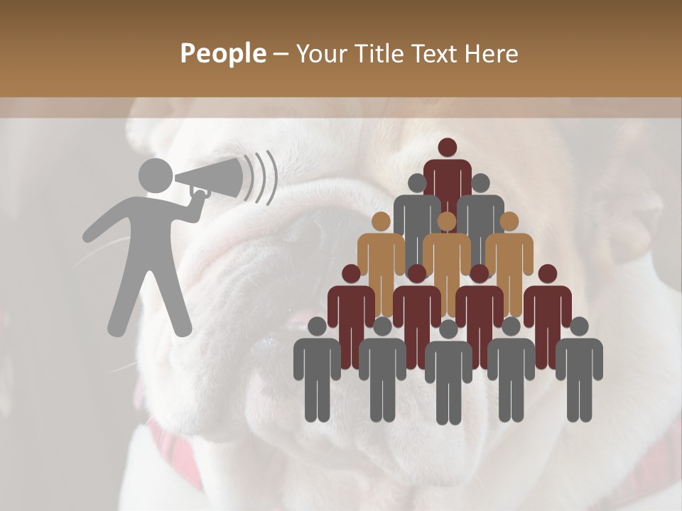 A Bulldog Is Sitting In A Stroller PowerPoint Template