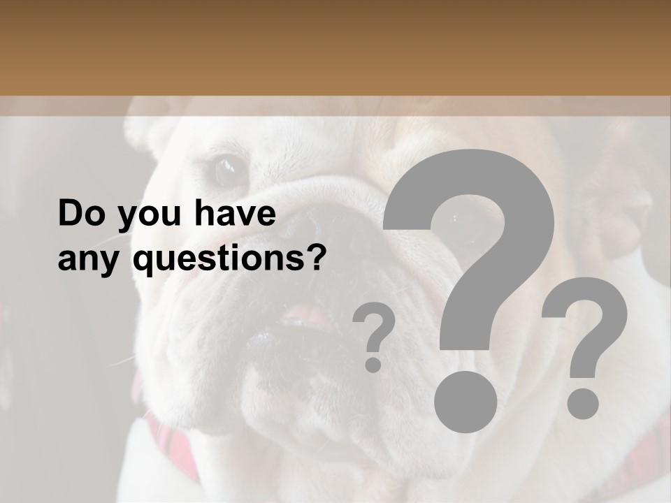 A Bulldog Is Sitting In A Stroller PowerPoint Template
