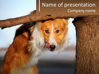 A Brown And White Dog With His Tongue Hanging Out Of A Tree PowerPoint Template