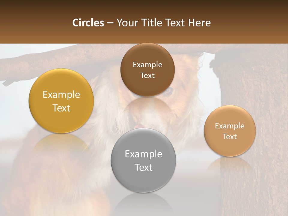 A Brown And White Dog With His Tongue Hanging Out Of A Tree PowerPoint Template