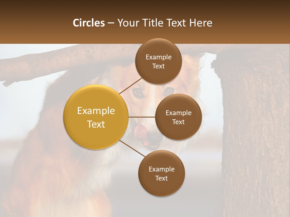 A Brown And White Dog With His Tongue Hanging Out Of A Tree PowerPoint Template
