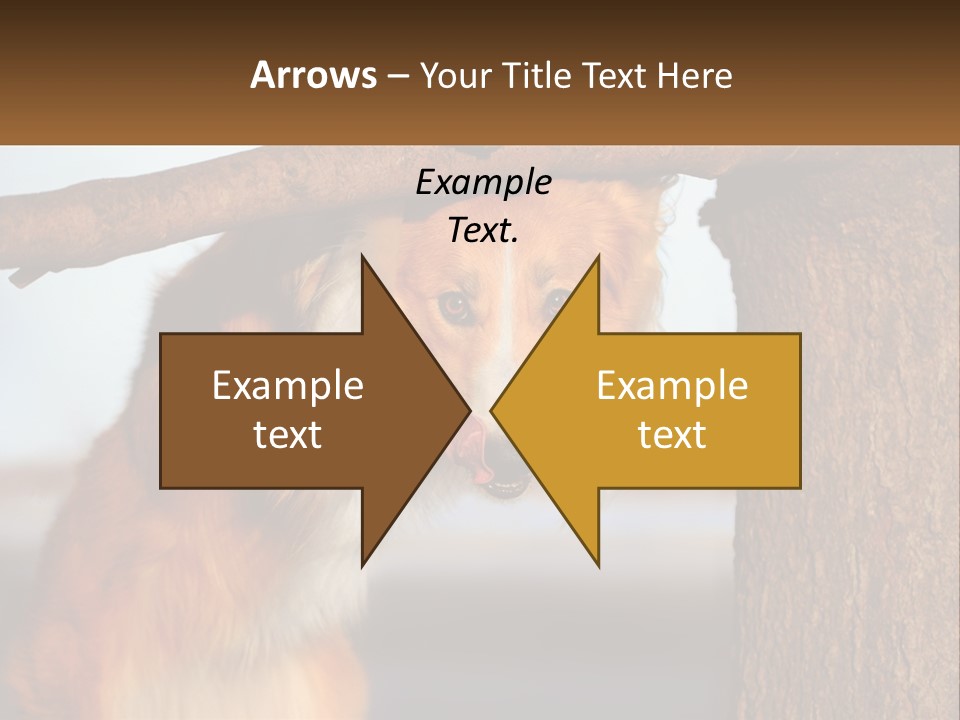 A Brown And White Dog With His Tongue Hanging Out Of A Tree PowerPoint Template