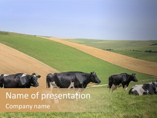 A Herd Of Cattle Grazing On A Lush Green Hillside PowerPoint Template