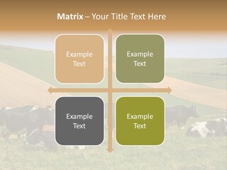 A Herd Of Cattle Grazing On A Lush Green Hillside PowerPoint Template
