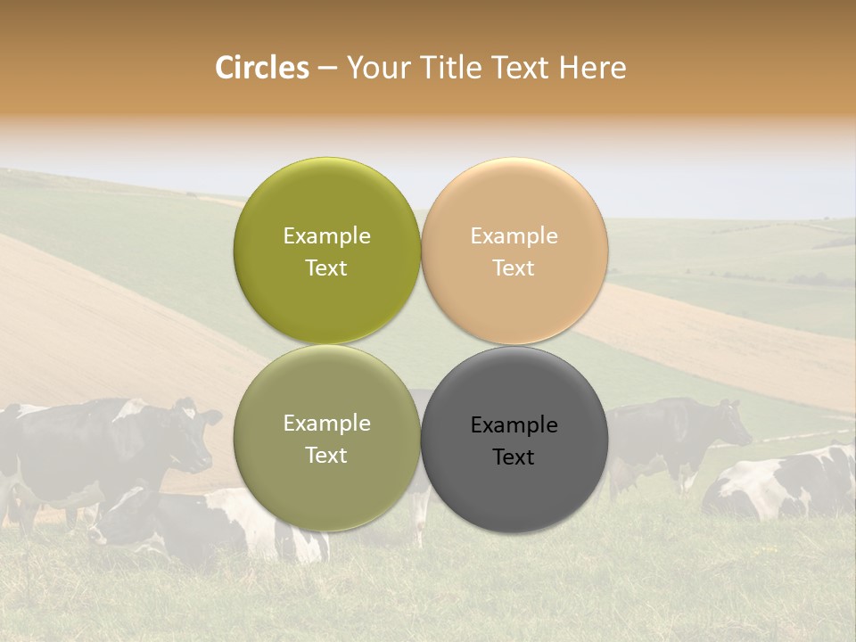 A Herd Of Cattle Grazing On A Lush Green Hillside PowerPoint Template