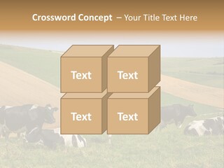 A Herd Of Cattle Grazing On A Lush Green Hillside PowerPoint Template