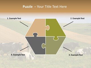 A Herd Of Cattle Grazing On A Lush Green Hillside PowerPoint Template