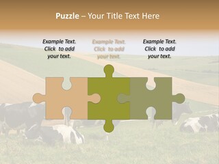 A Herd Of Cattle Grazing On A Lush Green Hillside PowerPoint Template