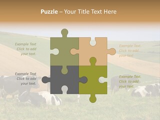 A Herd Of Cattle Grazing On A Lush Green Hillside PowerPoint Template