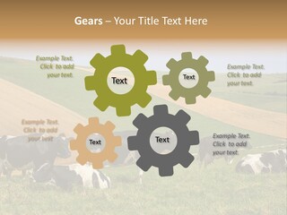 A Herd Of Cattle Grazing On A Lush Green Hillside PowerPoint Template