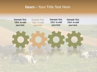 A Herd Of Cattle Grazing On A Lush Green Hillside PowerPoint Template