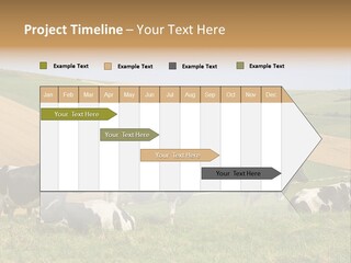 A Herd Of Cattle Grazing On A Lush Green Hillside PowerPoint Template