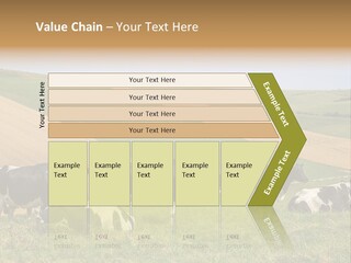 A Herd Of Cattle Grazing On A Lush Green Hillside PowerPoint Template