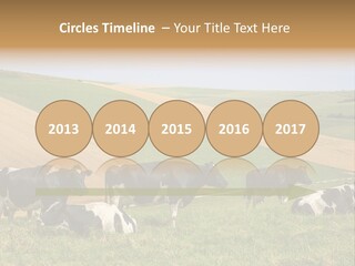 A Herd Of Cattle Grazing On A Lush Green Hillside PowerPoint Template