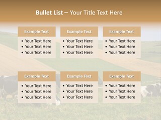 A Herd Of Cattle Grazing On A Lush Green Hillside PowerPoint Template