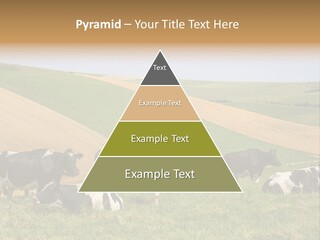 A Herd Of Cattle Grazing On A Lush Green Hillside PowerPoint Template
