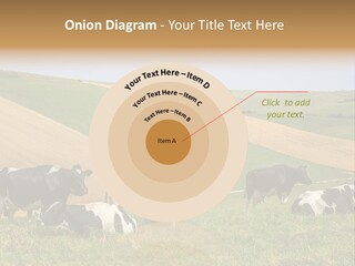 A Herd Of Cattle Grazing On A Lush Green Hillside PowerPoint Template