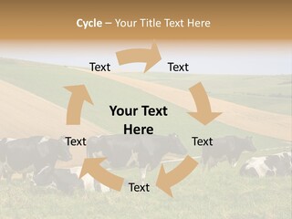 A Herd Of Cattle Grazing On A Lush Green Hillside PowerPoint Template