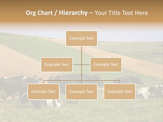 A Herd Of Cattle Grazing On A Lush Green Hillside PowerPoint Template