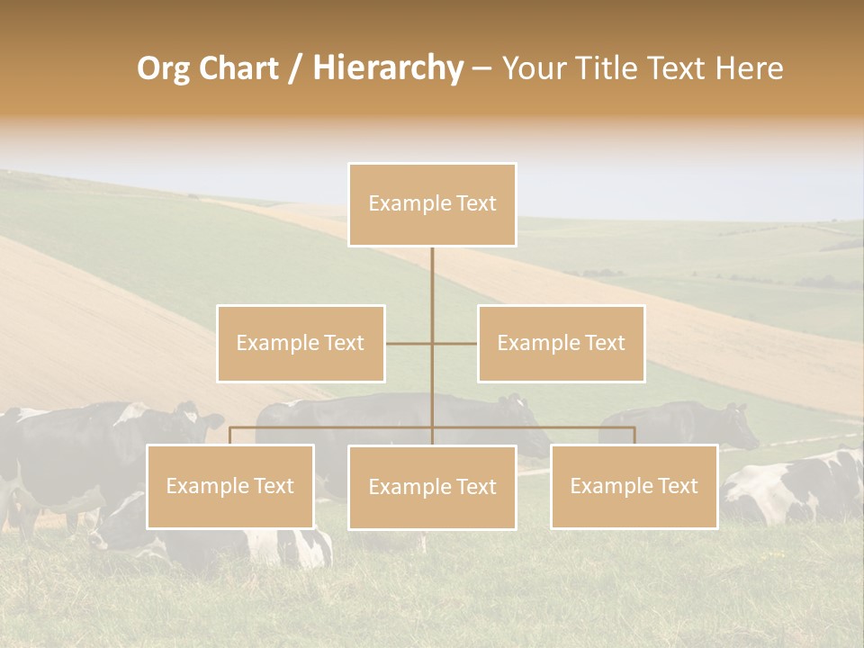 A Herd Of Cattle Grazing On A Lush Green Hillside PowerPoint Template