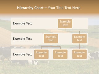 A Herd Of Cattle Grazing On A Lush Green Hillside PowerPoint Template