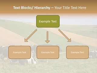 A Herd Of Cattle Grazing On A Lush Green Hillside PowerPoint Template