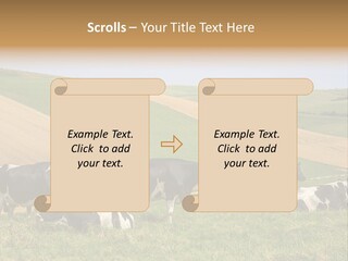 A Herd Of Cattle Grazing On A Lush Green Hillside PowerPoint Template