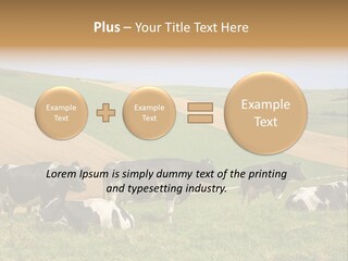 A Herd Of Cattle Grazing On A Lush Green Hillside PowerPoint Template