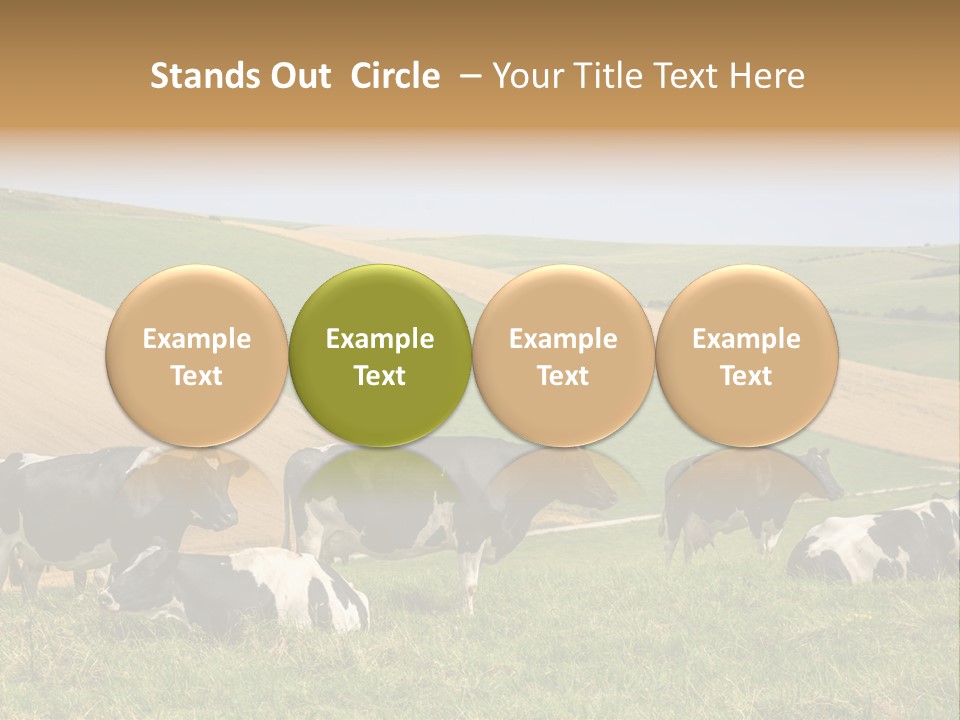 A Herd Of Cattle Grazing On A Lush Green Hillside PowerPoint Template