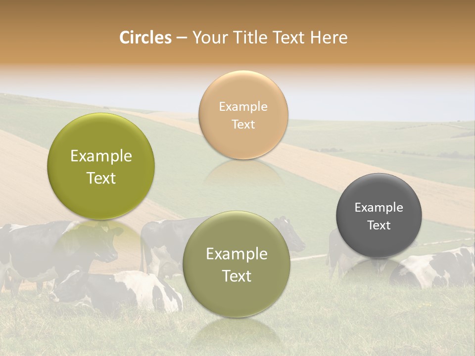 A Herd Of Cattle Grazing On A Lush Green Hillside PowerPoint Template