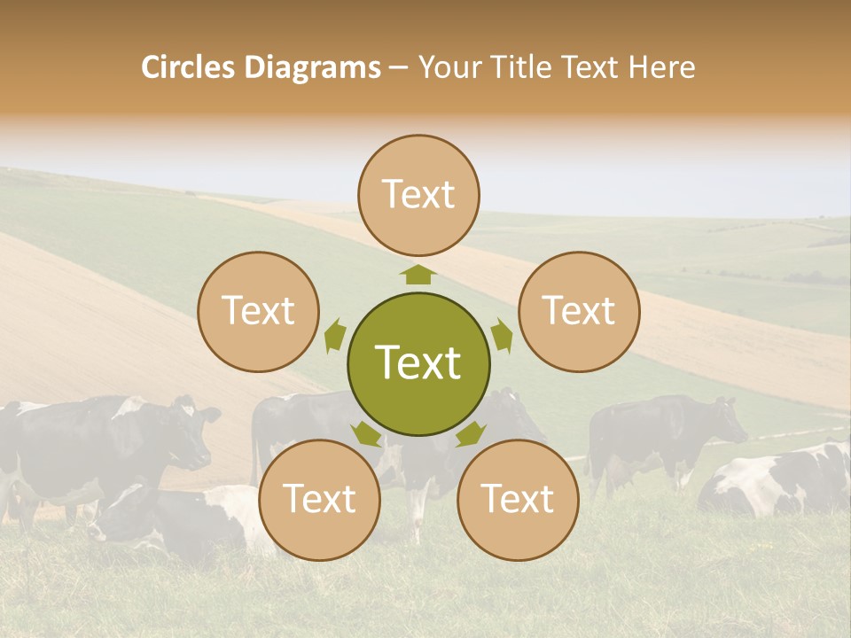 A Herd Of Cattle Grazing On A Lush Green Hillside PowerPoint Template