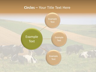 A Herd Of Cattle Grazing On A Lush Green Hillside PowerPoint Template