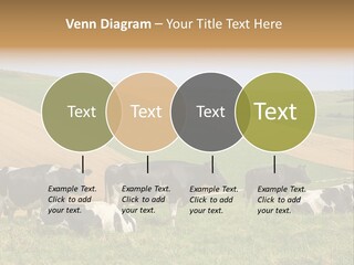 A Herd Of Cattle Grazing On A Lush Green Hillside PowerPoint Template