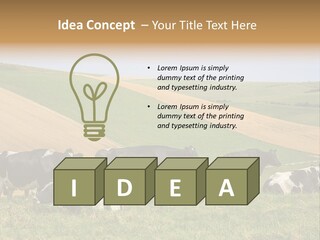 A Herd Of Cattle Grazing On A Lush Green Hillside PowerPoint Template