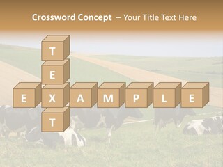 A Herd Of Cattle Grazing On A Lush Green Hillside PowerPoint Template