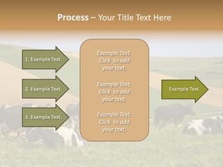 A Herd Of Cattle Grazing On A Lush Green Hillside PowerPoint Template